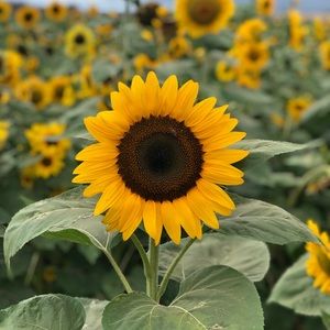 Meet your Posher, Raymond ivan